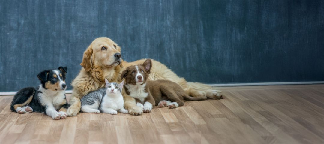 Pet18 webshop