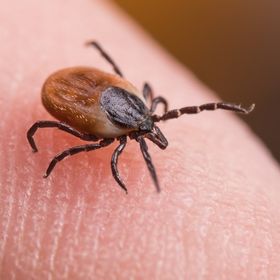 5 dolog, amit rosszul tudtál a kullancsokról: Miért nem elég a fokhagyma a kedvencednek?